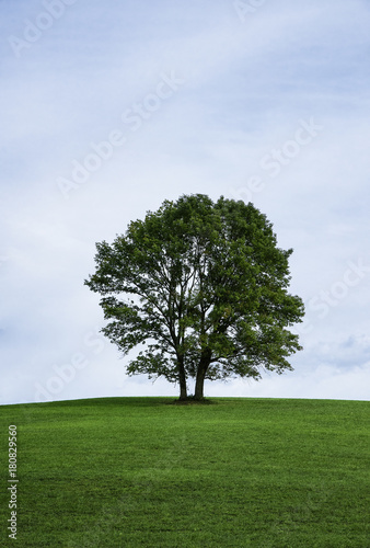 Lone tree on a hill, Stroud Preserve, Pennsylvania, USA
