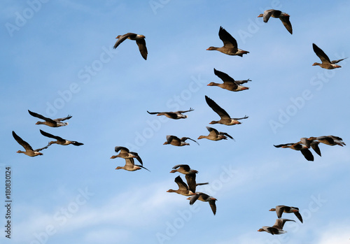 Greylag Geese flying in large group in UK. © Paul
