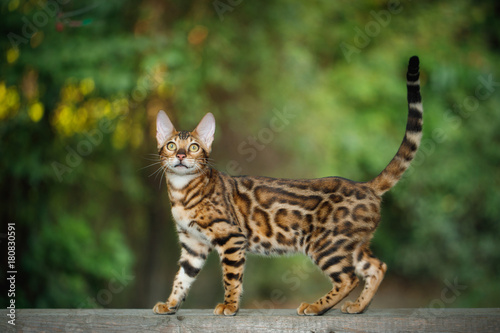 Fototapeta Naklejka Na Ścianę i Meble -  Gold Bengal Cat Walk on plank outdoor, side view, nature green background