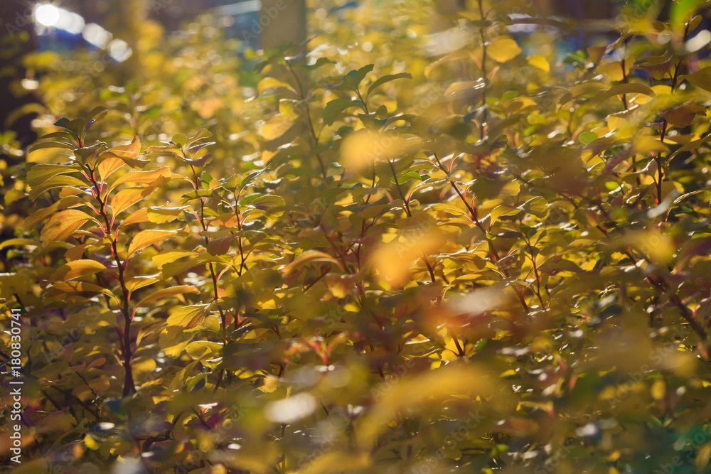 A branch against a background of blurry bushes in the autumn sunny day. A branch against a background of blurry bushes in the autumn sunny day.