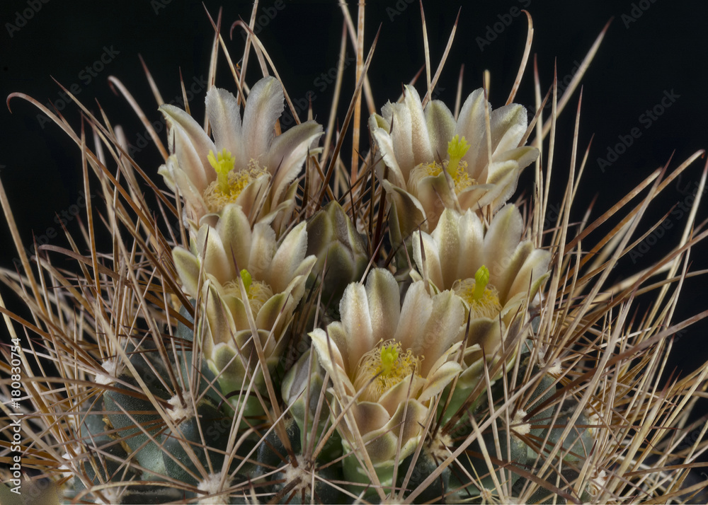 Cactus in a pot with flowers isolated on a black background Cactus in a pot with flowers isolated on a black background