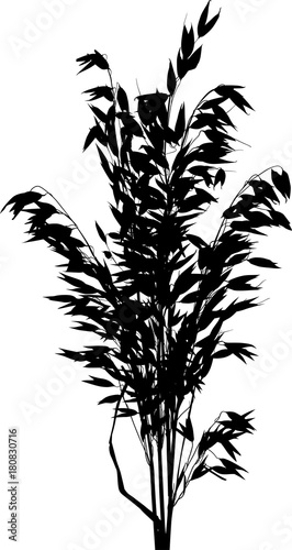 black silhouette of isolated oat lush bunch
