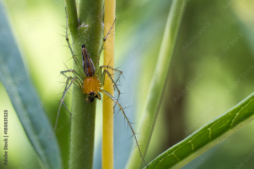 Fototapeta premium Close-up spider, Macro spider select focus,Yellow head spider, Spider on a branch tree