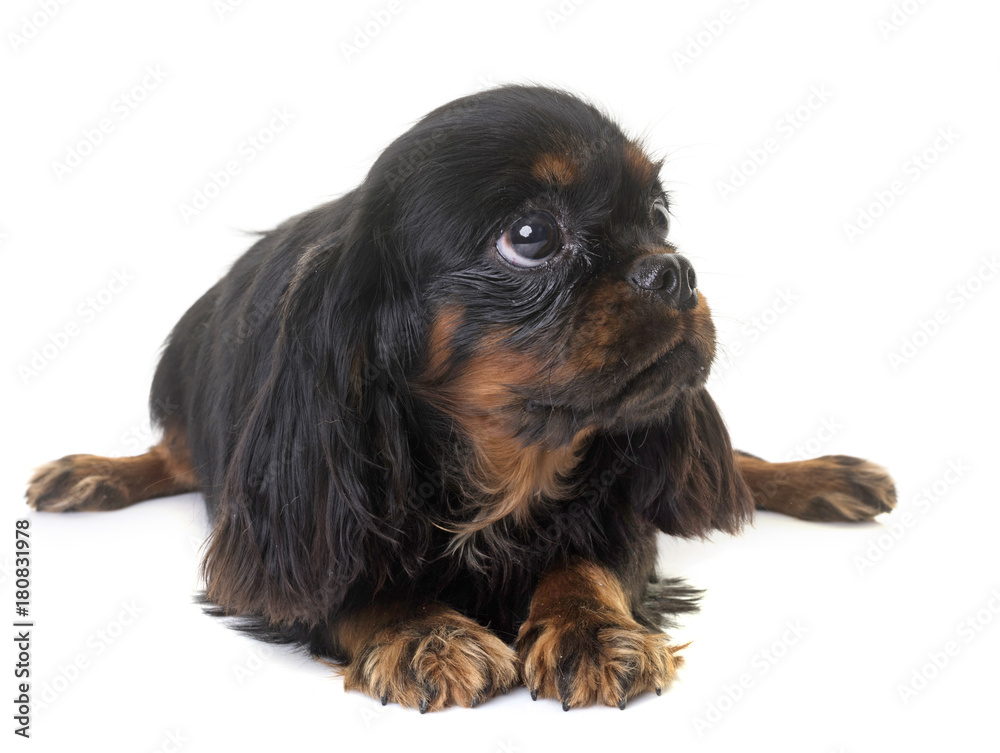 puppy cavalier king charles