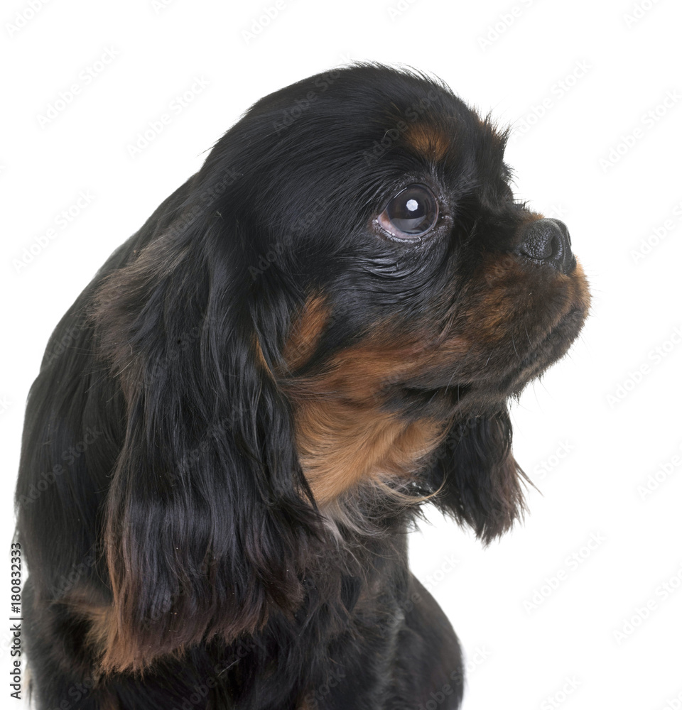 puppy cavalier king charles puppy cavalier king charles