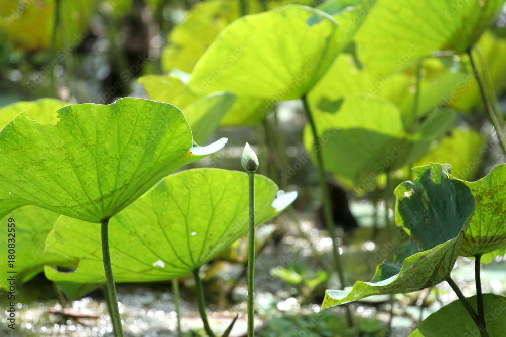 Obraz premium White Royal lotus bud grow among green leaf in the marsh