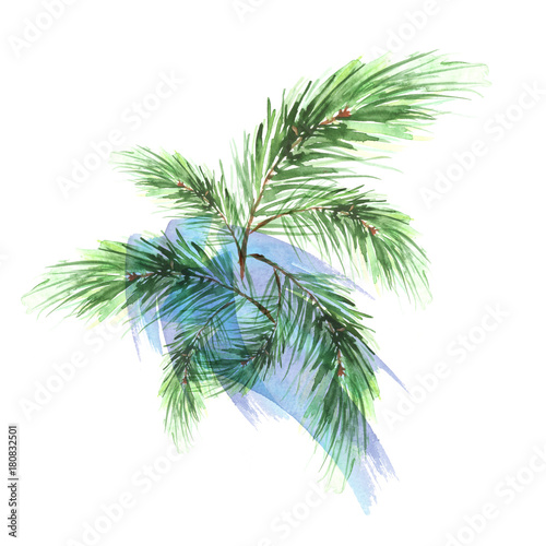     Branch of spruce  pine  cedar tree. Painted in watercolor  hand-drawn graphics. On a white background. For postcards  logos  your design.  Splash paint