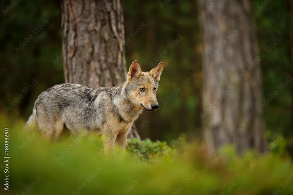 Wolf standing in forest Wolf standing in forest