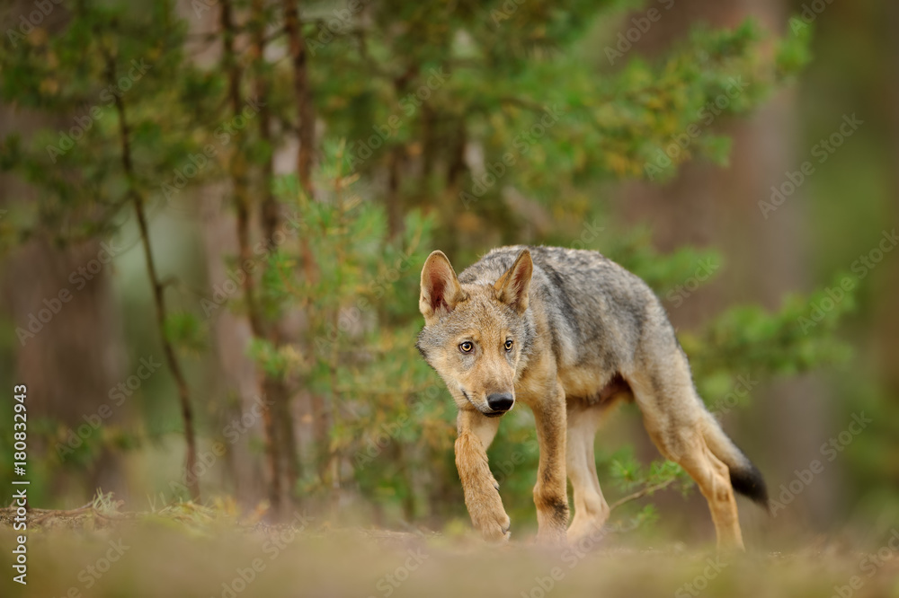 Shy wolf cub in forest Shy wolf cub in forest