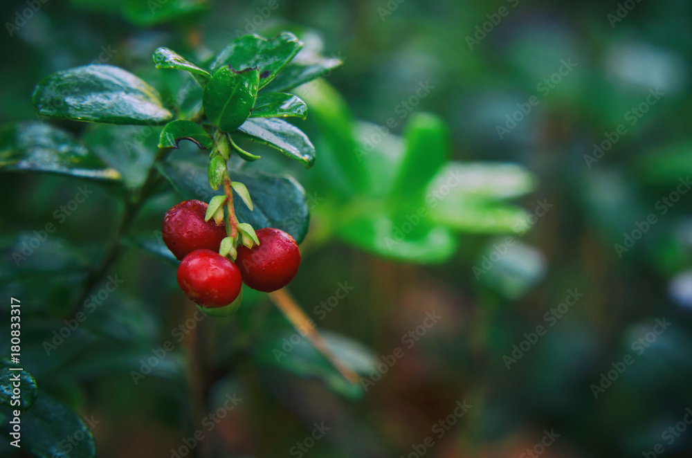 LINGONBERRY - Red forest fruits on a bush LINGONBERRY - Red forest fruits on a bush