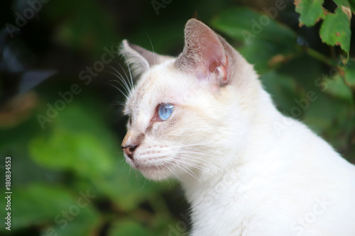 青い目の猫 © macangel44