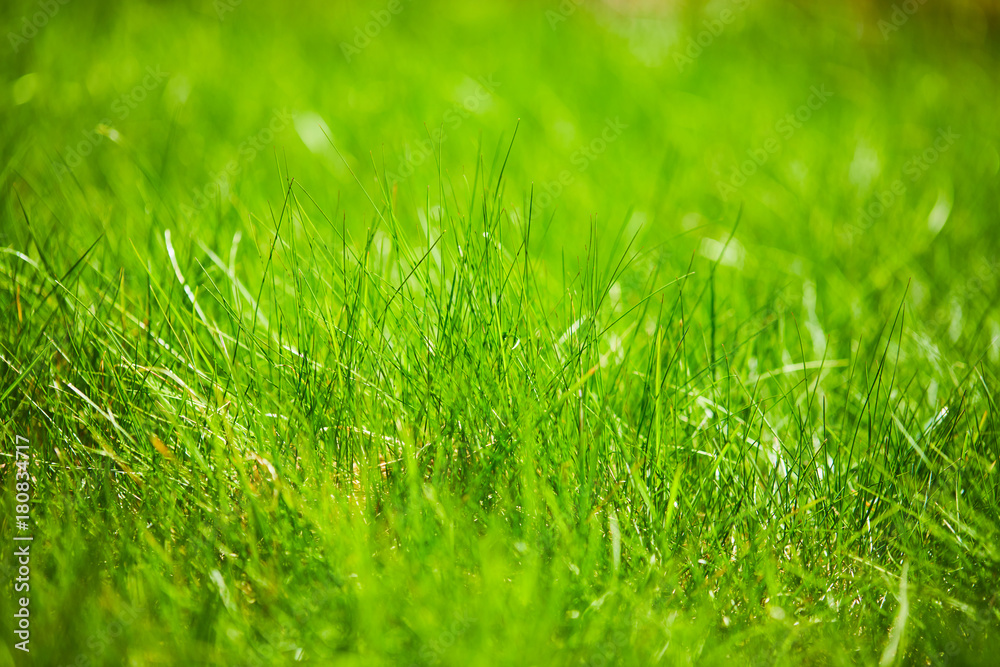 green grass background green grass background
