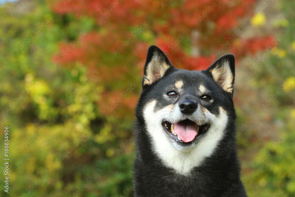 柴犬