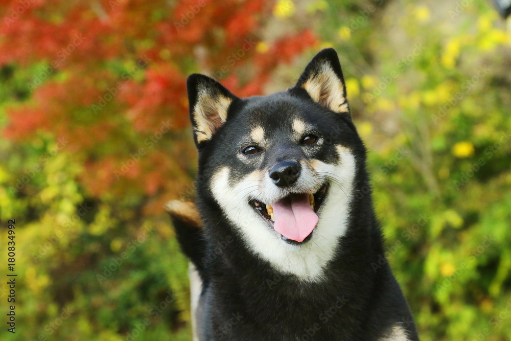 柴犬