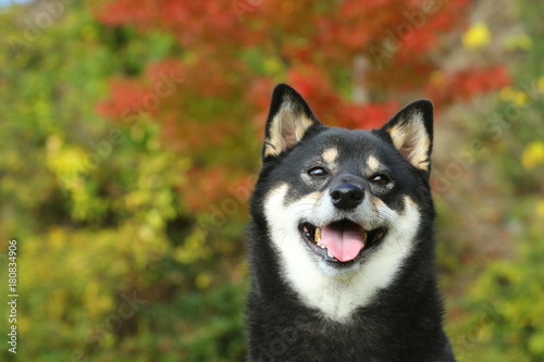 Obraz na płótnie 柴犬 w salonie