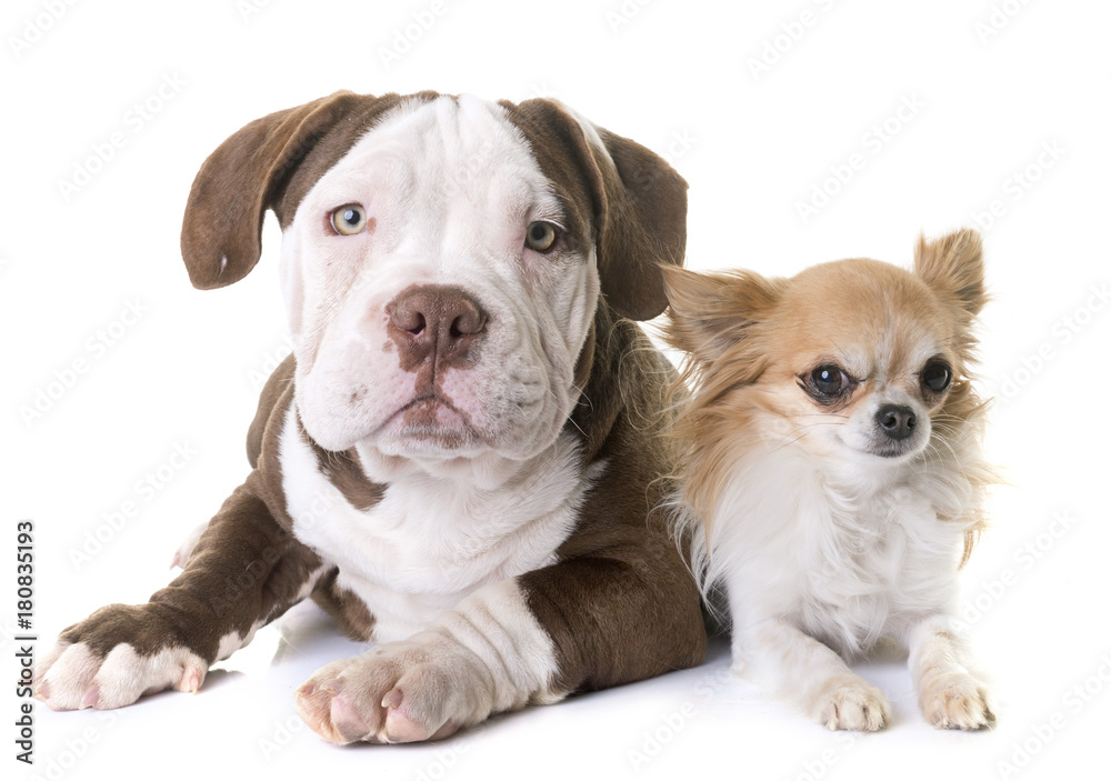puppy american bully and chihuahua