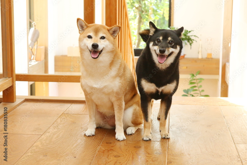 柴犬
