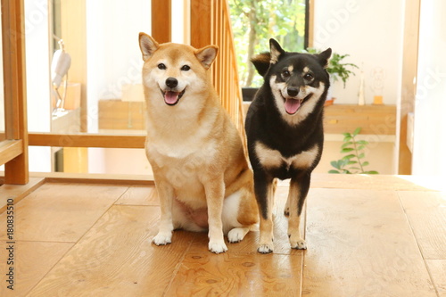 Obraz na płótnie 柴犬 w salonie