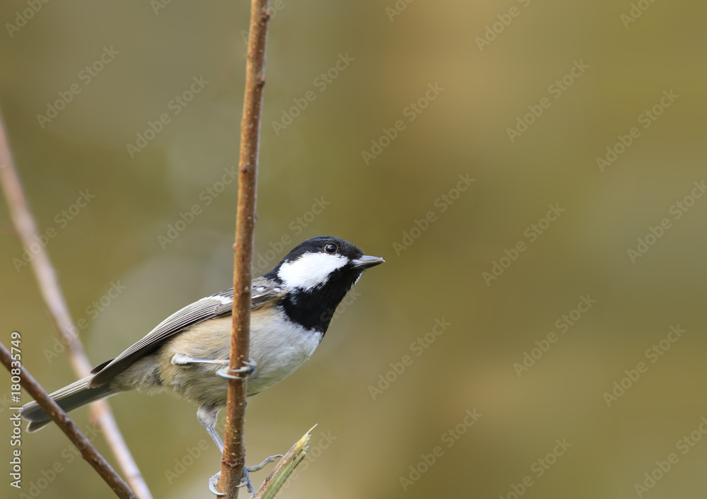 Fototapeta premium Wren sits on a branch behind a lattice fence