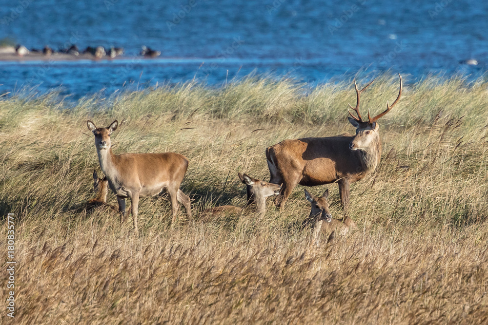Fototapeta premium hirsche am meer