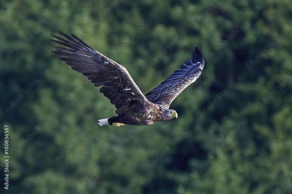 Obraz premium White-tailed eagle (Haliaeetus albicilla)
