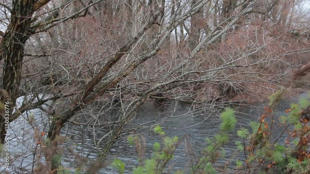The cold autumn wind shakes the bare branches of the trees. In the background we see the water surface with cold water lead color. Late autumn The cold autumn wind shakes the bare branches of the trees. In the background we see the water surface with cold water lead color. Late autumn