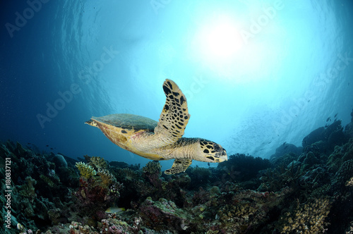 Sea Turtle swimming by in Maldives