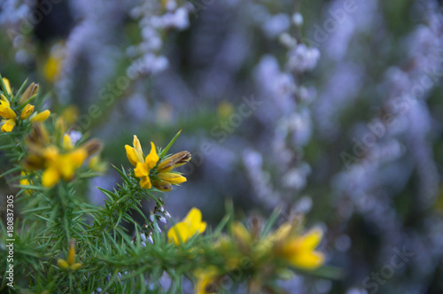 Detail of gorse