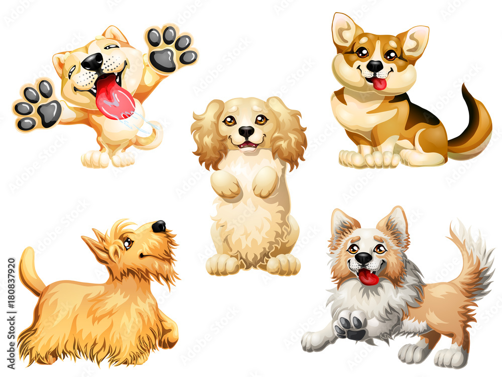 Set five puppy of a dog on white