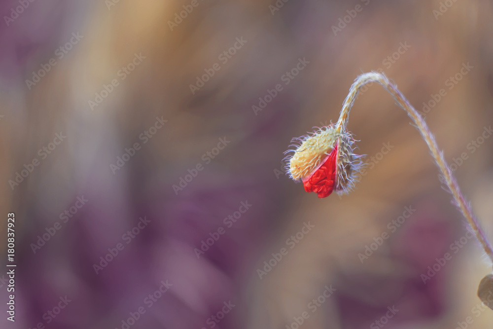 Obraz premium Poppy Bud 