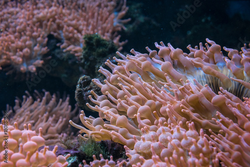 The sea anemone on a rock, underwater