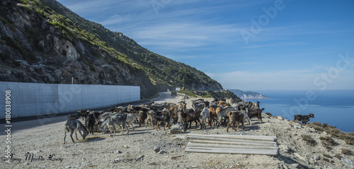 Kefalonian Goats photo