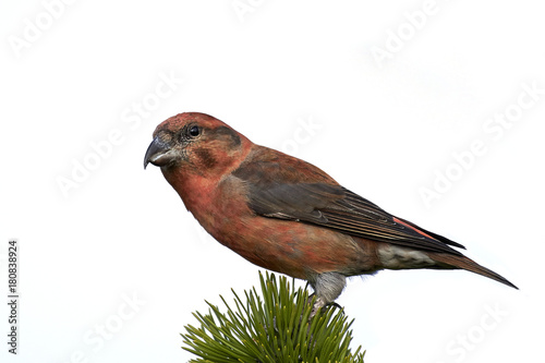 Parrot crossbill (Loxia pytyopsittacus) photo