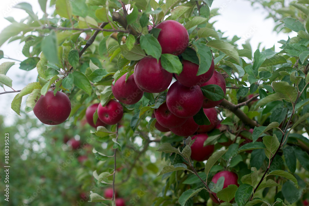 Ripe apples on the branches of a tree in the garden. Selective focus. Ripe apples on the branches of a tree in the garden. Selective focus.