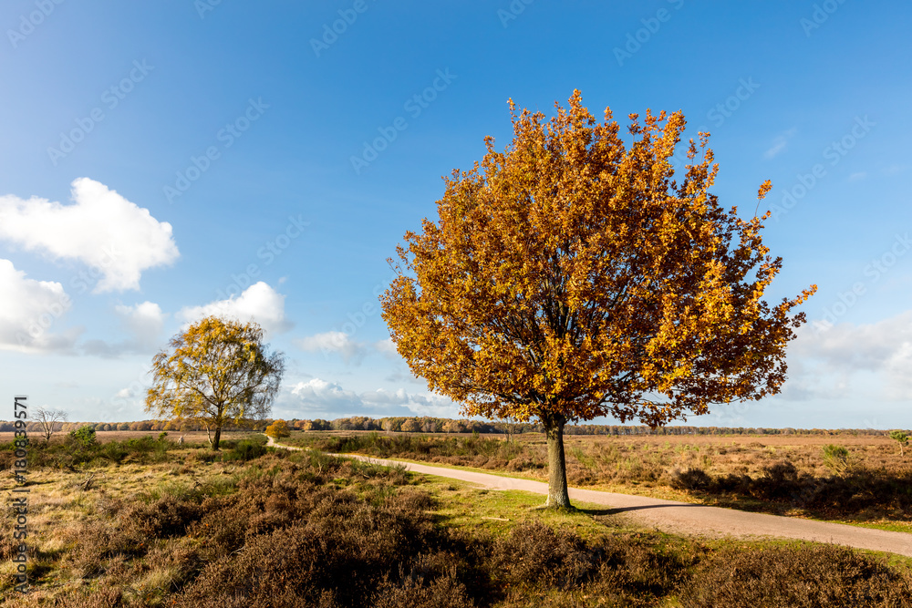 Oak in nature Oak in nature