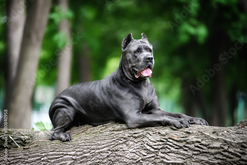 Quadro su tela A big dog lies on a log in a city Park on the aging and waiting