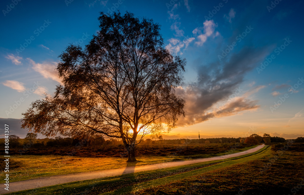 Fototapeta premium Birch in the sunset