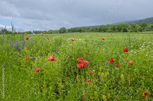 Poppy field in the village 1