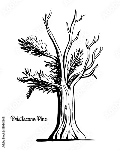 Vector sketch illustration. Black silhouette of Western Bristlecone Pine isolated on white background. Drawing of evergreen coniferous plant, Nevada state tree. photo