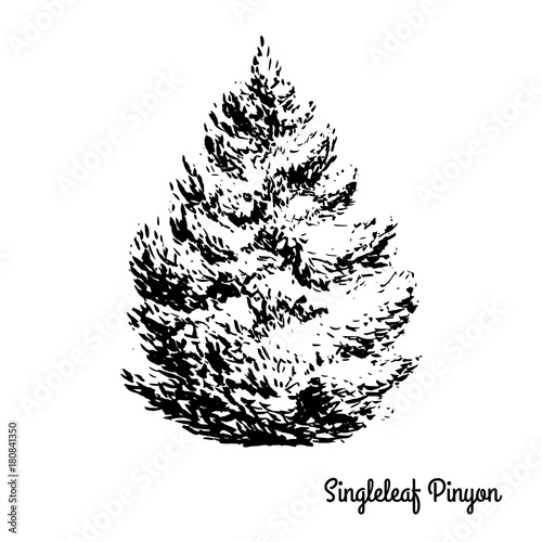 Vector sketch illustration. Black silhouette of Single-leaf Pinyon isolated on white background. Drawing of evergreen coniferous plant, Nevada state tree. photo