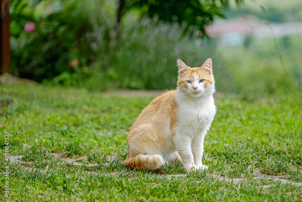 Smiling cat sit on the grass