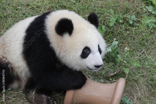 Fototapeta Naklejka Na Ścianę i Meble -  Panda Cub in China
