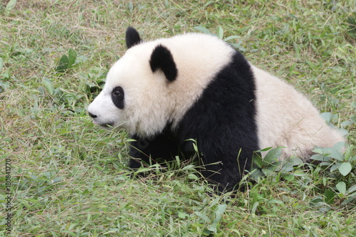 Fototapeta Naklejka Na Ścianę i Meble -  Fluffy Panda Cub in the Playground