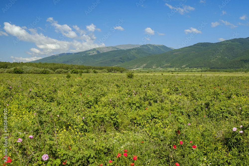 Valley of roses in bulgarian mountains 3