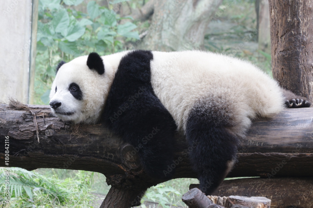 Panda Cub Sleeps on the Wood Beam Panda Cub Sleeps on the Wood Beam