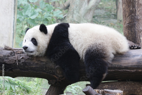 Panda Cub Sleeps on the Wood Beam