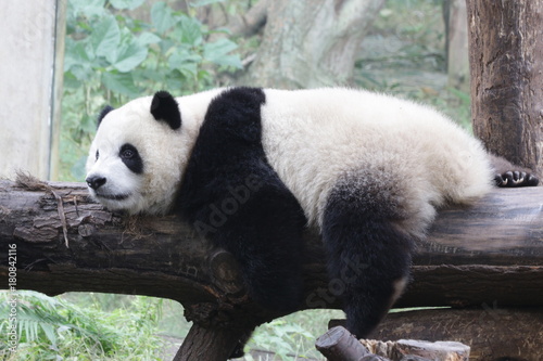 Fototapeta Naklejka Na Ścianę i Meble -  Panda Cub Sleeps on the Wood Beam