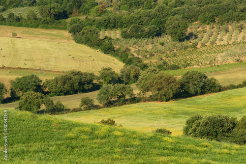 Magnificent spring rural landscape. Beautiful view of typical tuscan green wave hills, cypresses trees, magical sunlight, beautiful golden fields and meadows.Tuscany, Italy, Europe