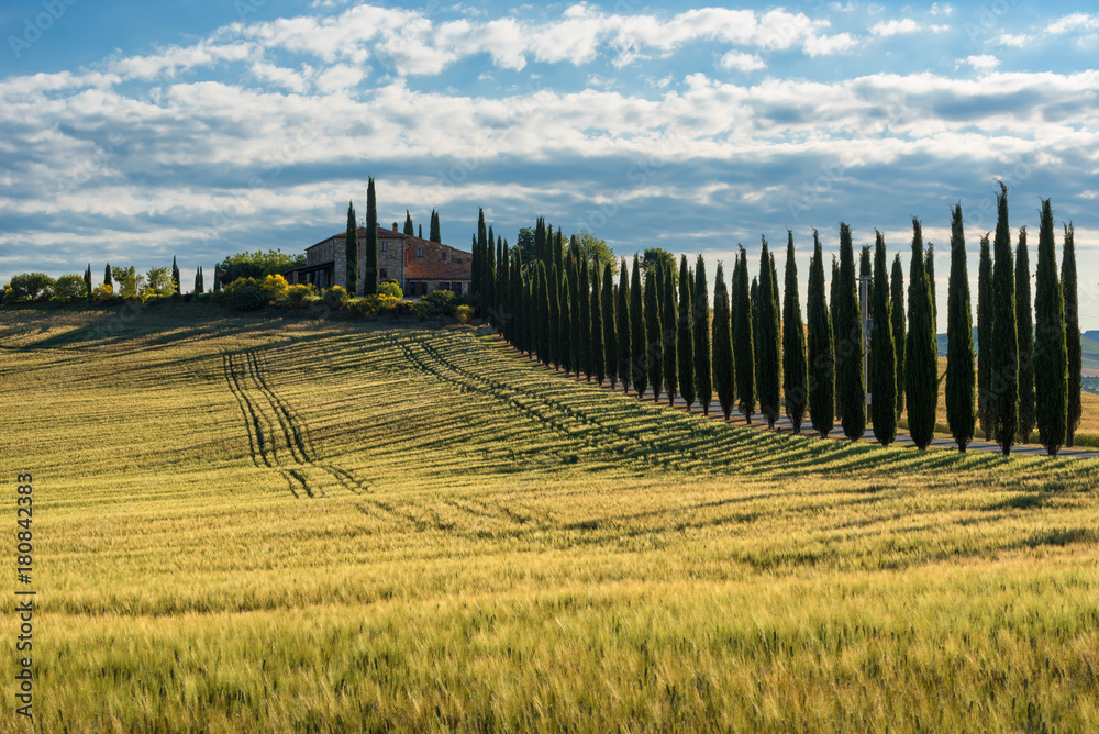 Obraz premium Magnificent spring landscape.Beautiful view of typical tuscan farm house, green wave hills, cypresses trees, hay bales, olive trees, beautiful golden fields and meadows.Tuscany, Italy, Europe