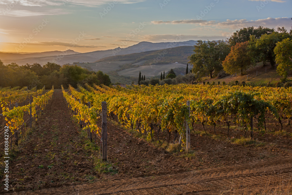 Magnificent view of picturesque autumn vineyards in the Tuscany region in morning sunlight, Italy